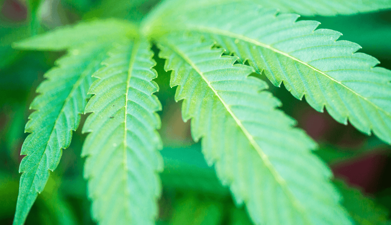 grünes Cannabis Blatt